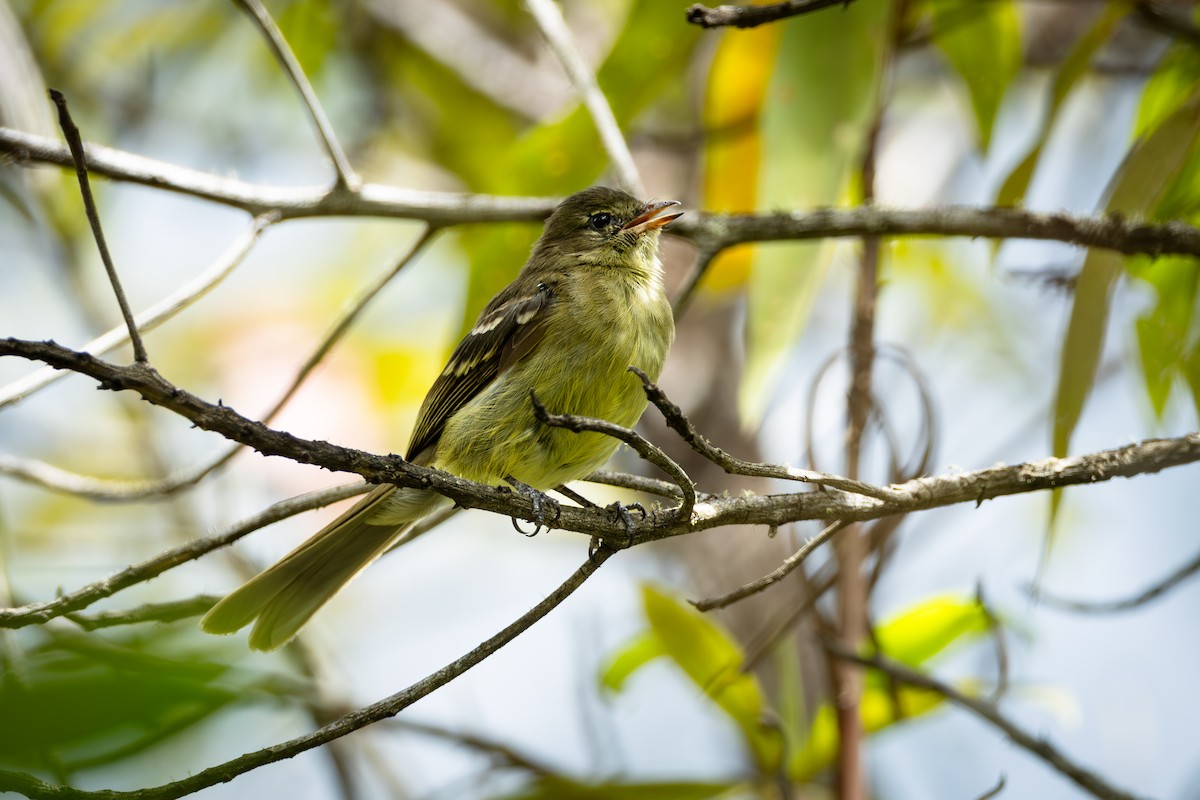 Highland Elaenia - ML646912140