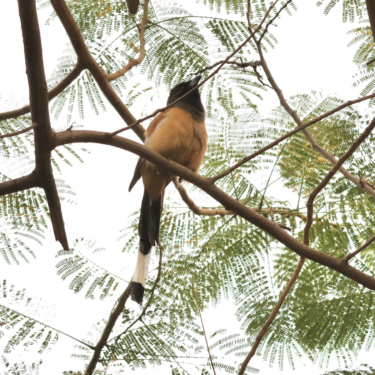Rufous Treepie - ML646912143