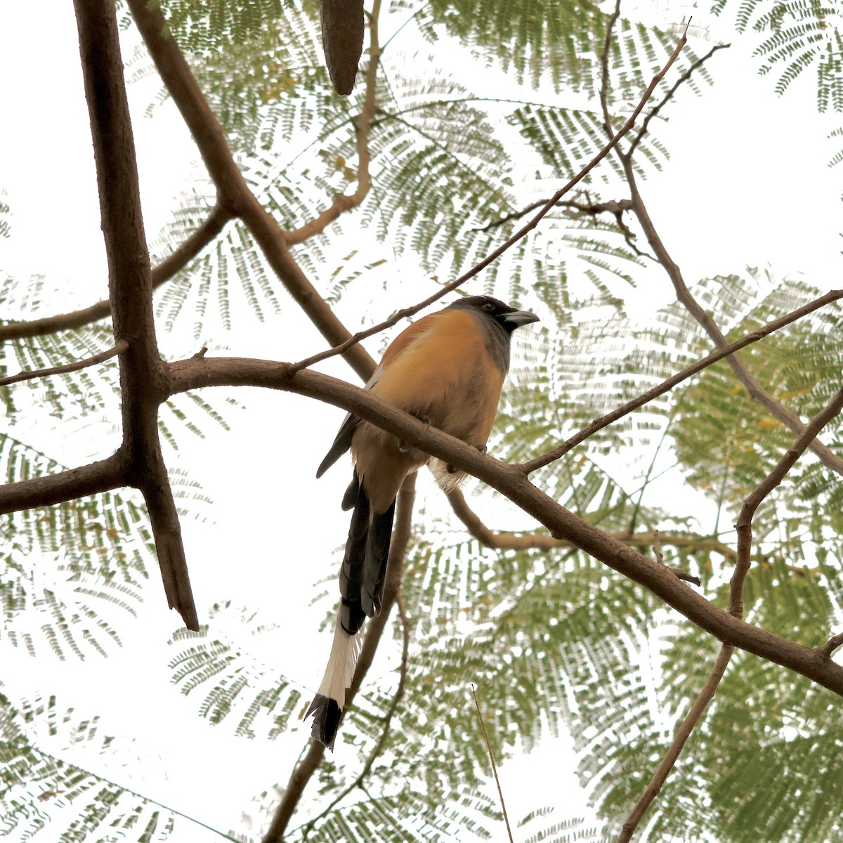 Rufous Treepie - ML646912144