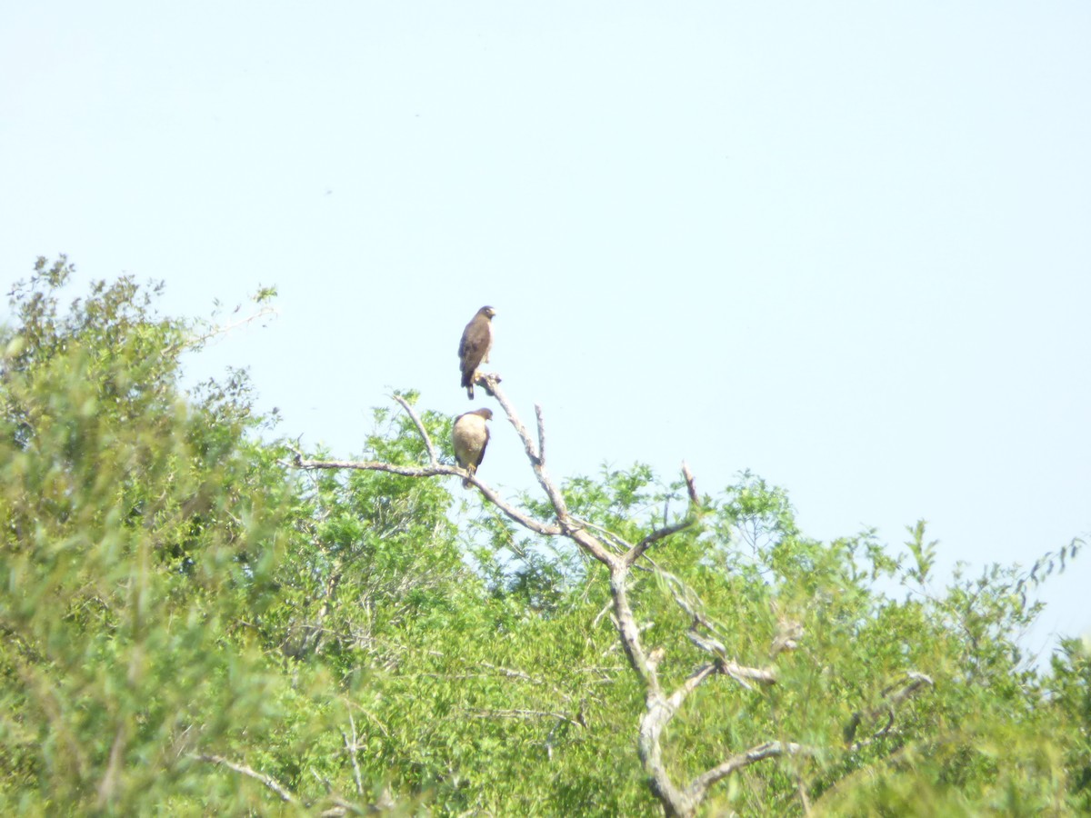 Roadside Hawk - ML646912172