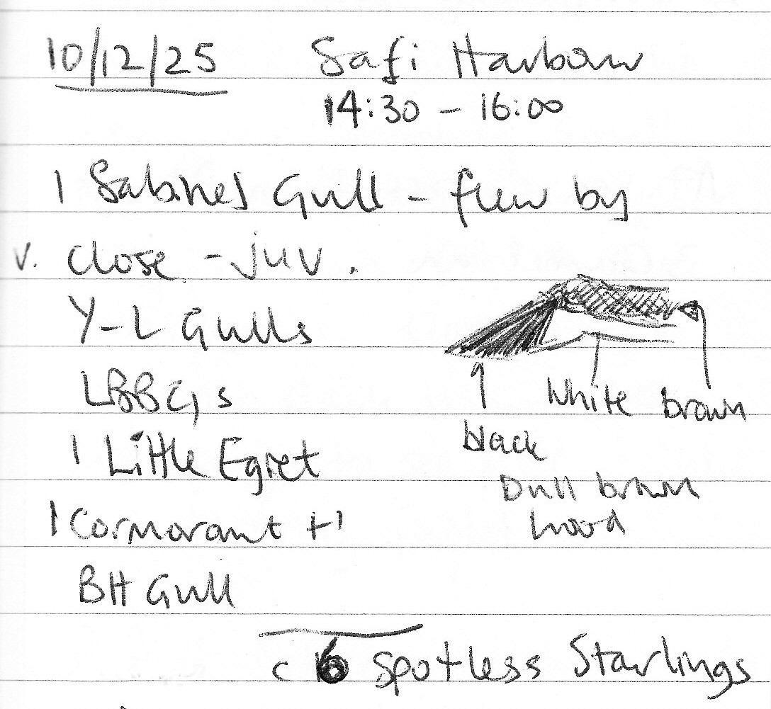 Sabine's Gull - ML646912173