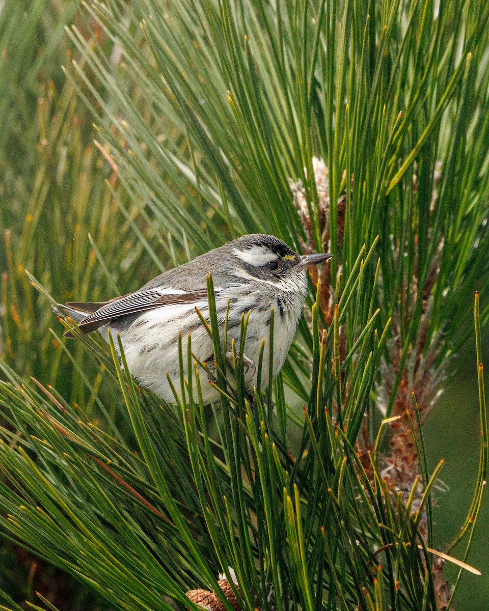 Kara Şeritli Ötleğen - ML646912206