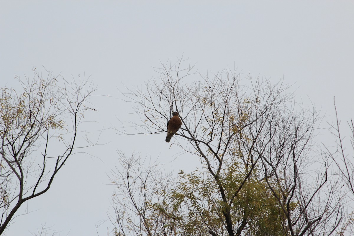 Red-shouldered Hawk - ML646912207