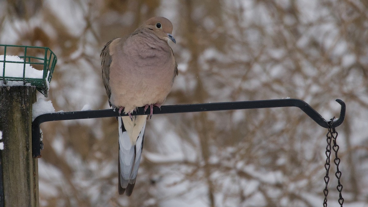 Mourning Dove - ML646912228