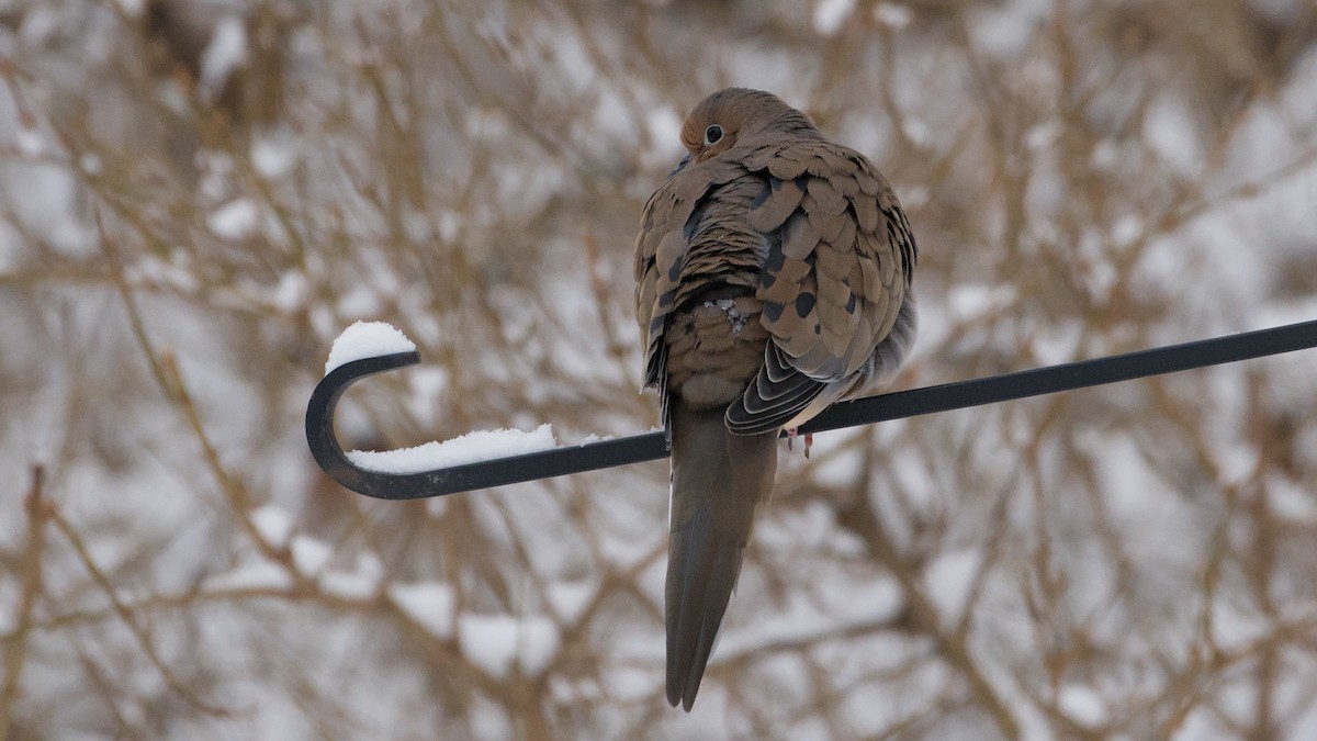 Mourning Dove - ML646912229