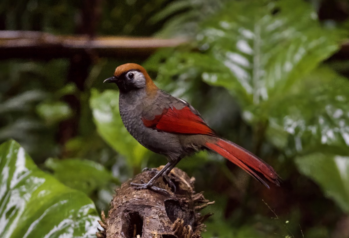 Red-tailed Laughingthrush - ML646912230