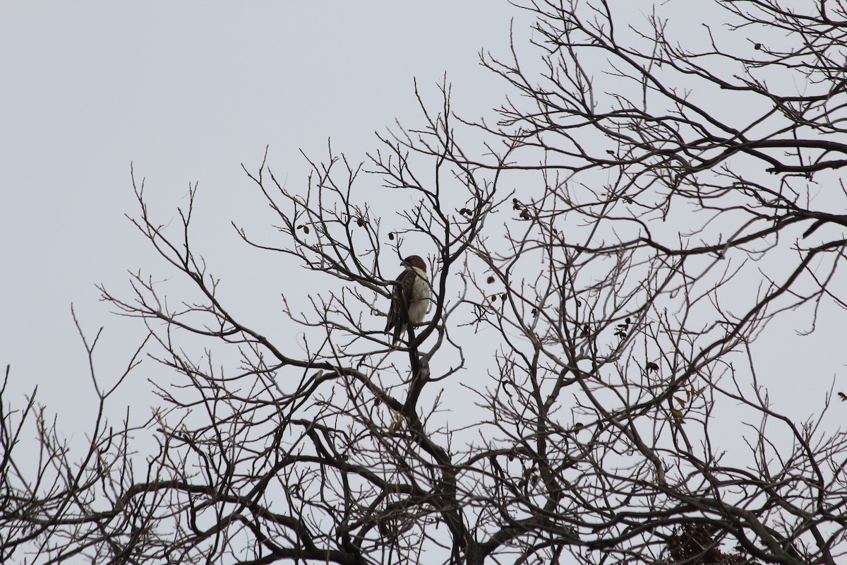 Red-tailed Hawk - ML646912231