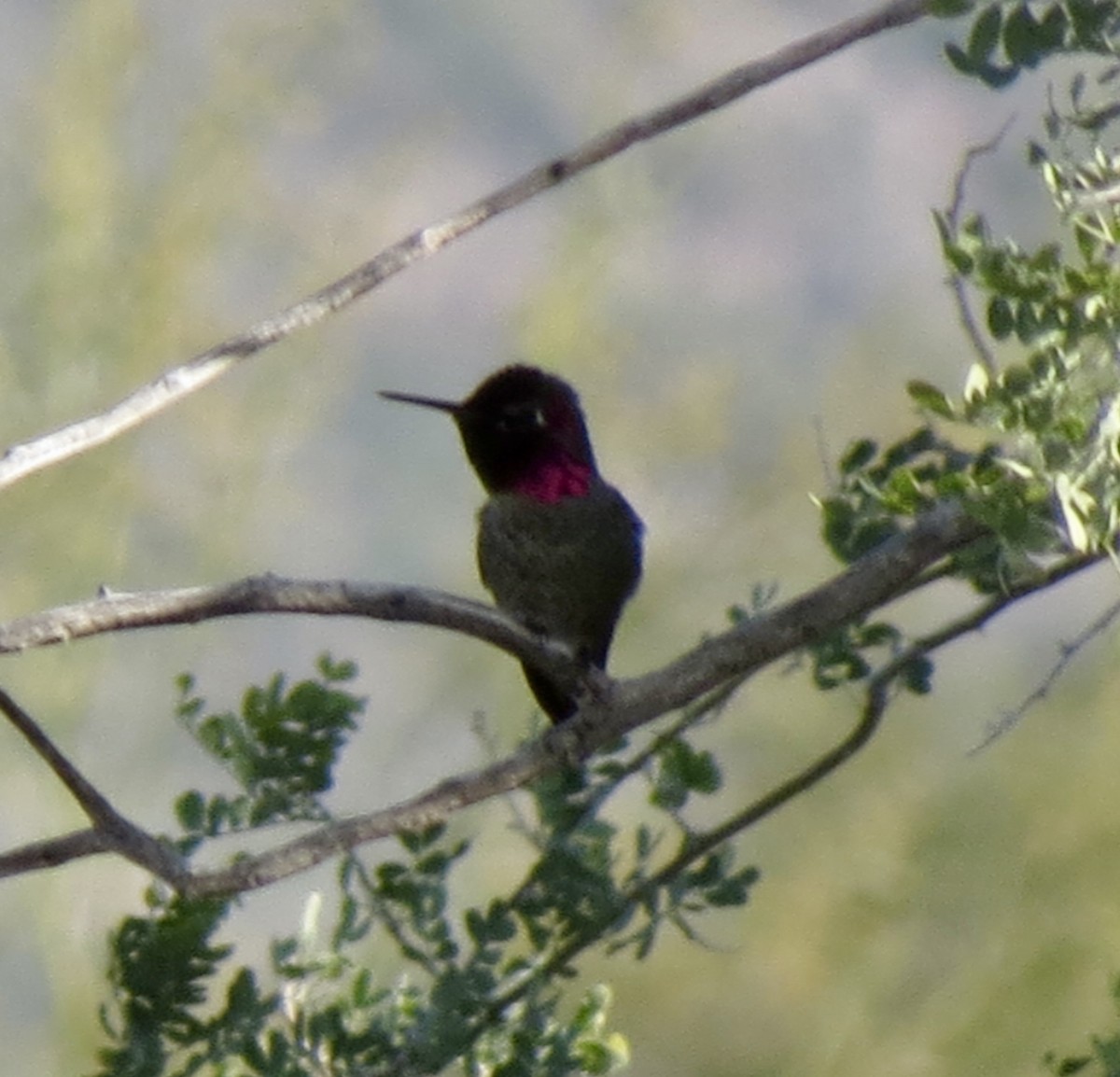 Anna's Hummingbird - ML646912233