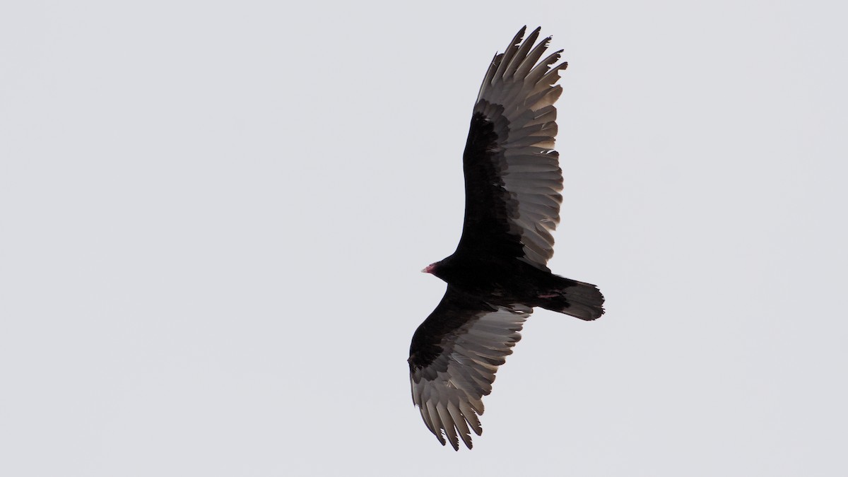 kalkunkondor - ML646912236