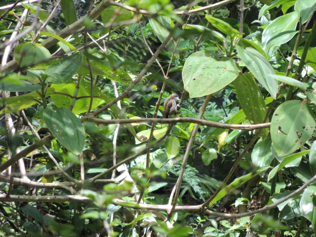 White-barred Piculet - ML646912237