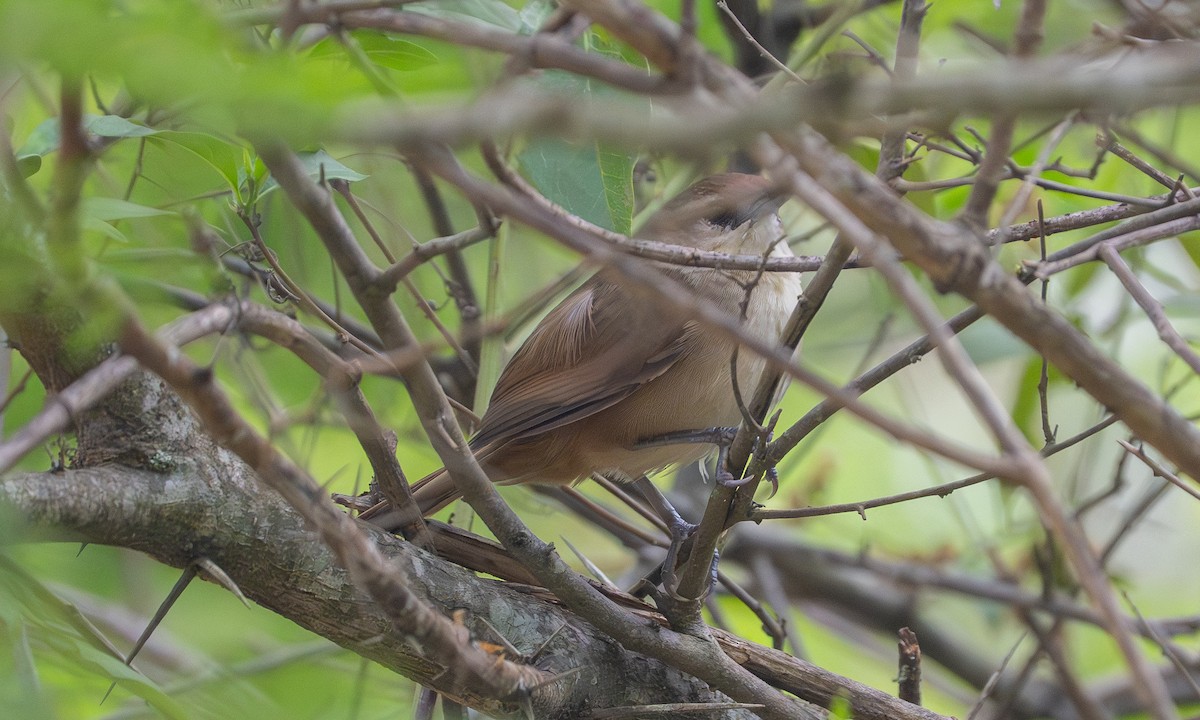 Rufous-fronted Thornbird (Rufous-fronted) - ML646912244