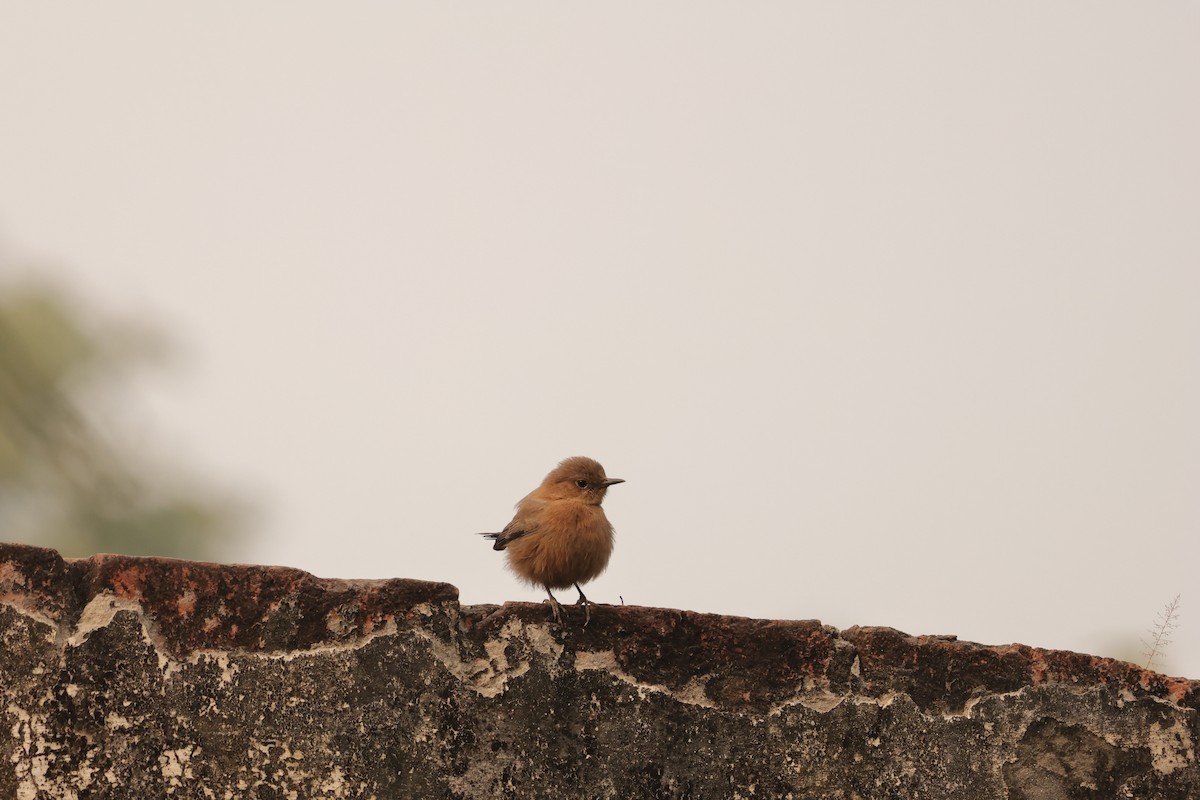 Brown Rock Chat - ML646912245