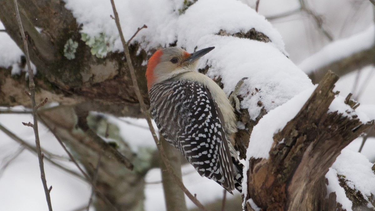Red-bellied Woodpecker - ML646912246
