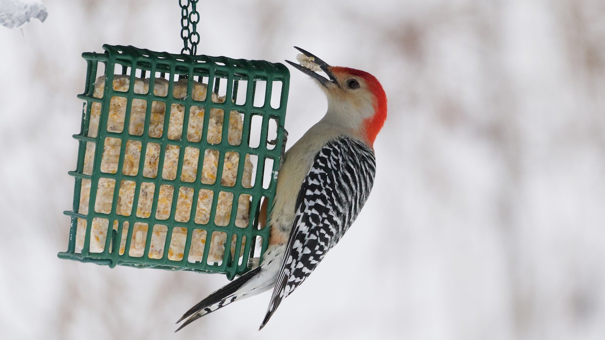 Red-bellied Woodpecker - ML646912247