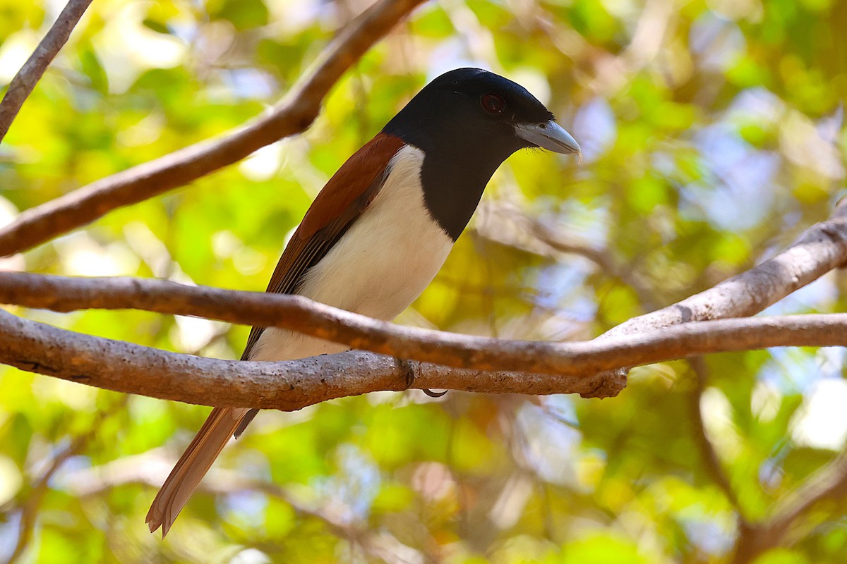 Rufous Vanga - ML646912260
