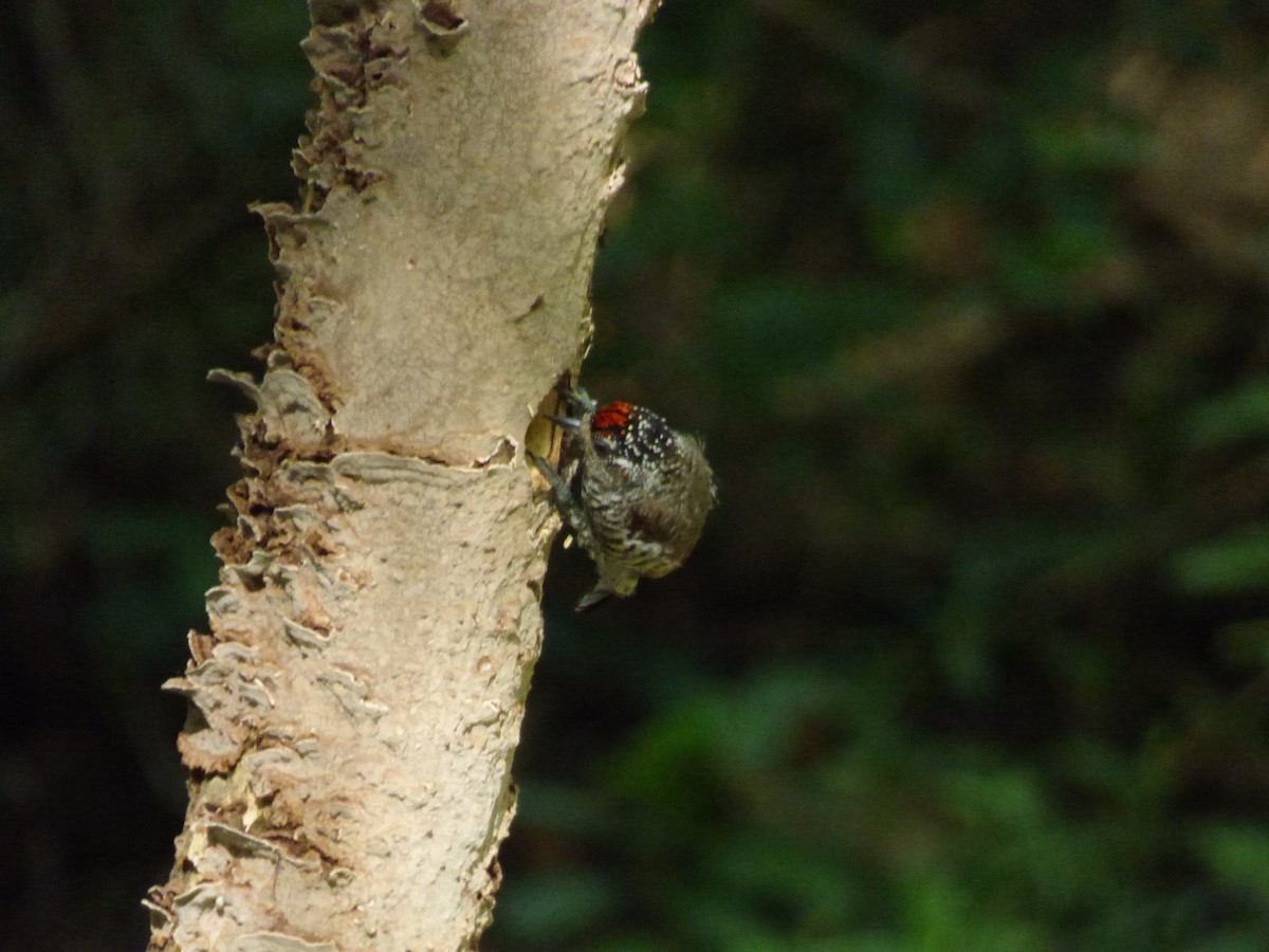 White-barred Piculet - ML646912261