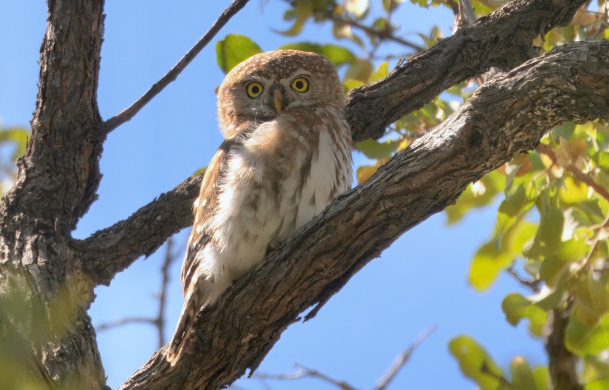 Сичик-горобець савановий - ML646912262