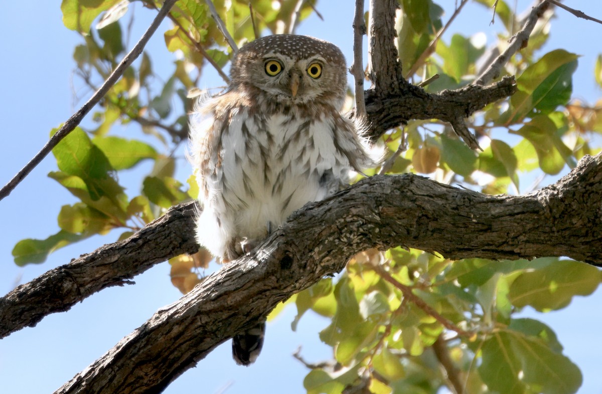 Сичик-горобець савановий - ML646912263