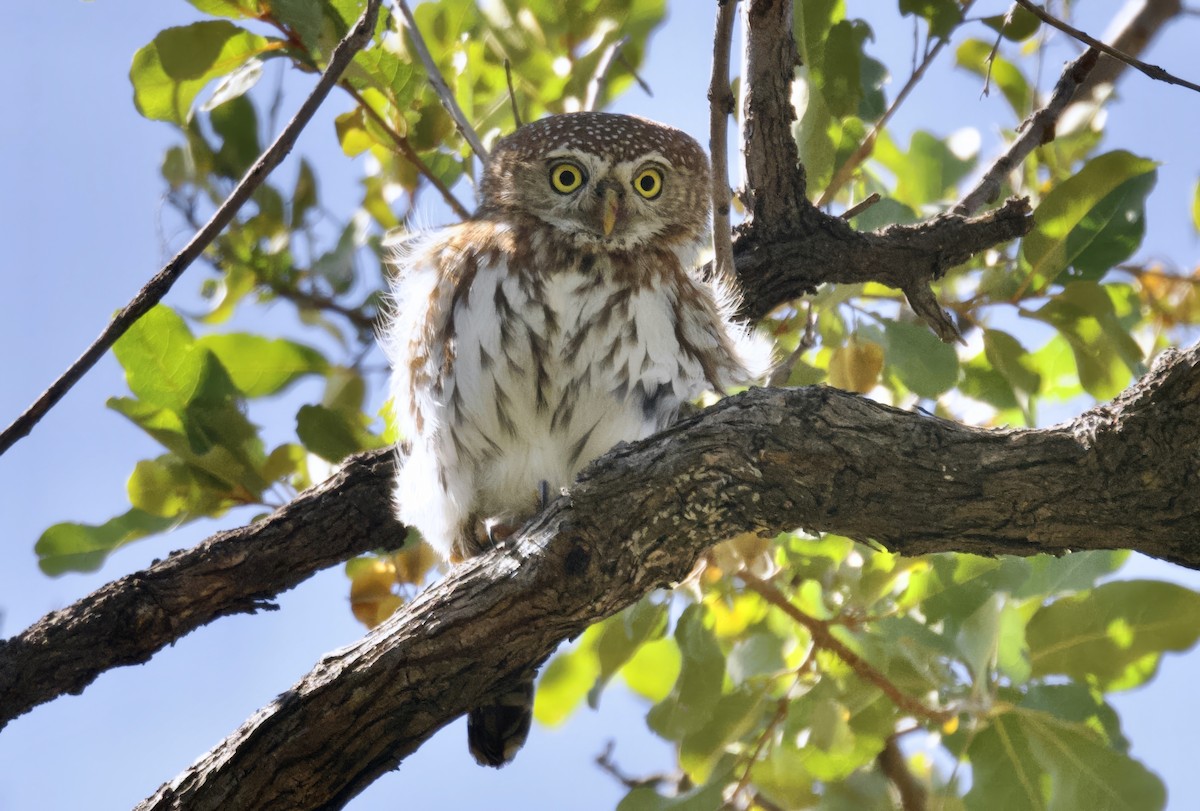 Сичик-горобець савановий - ML646912264