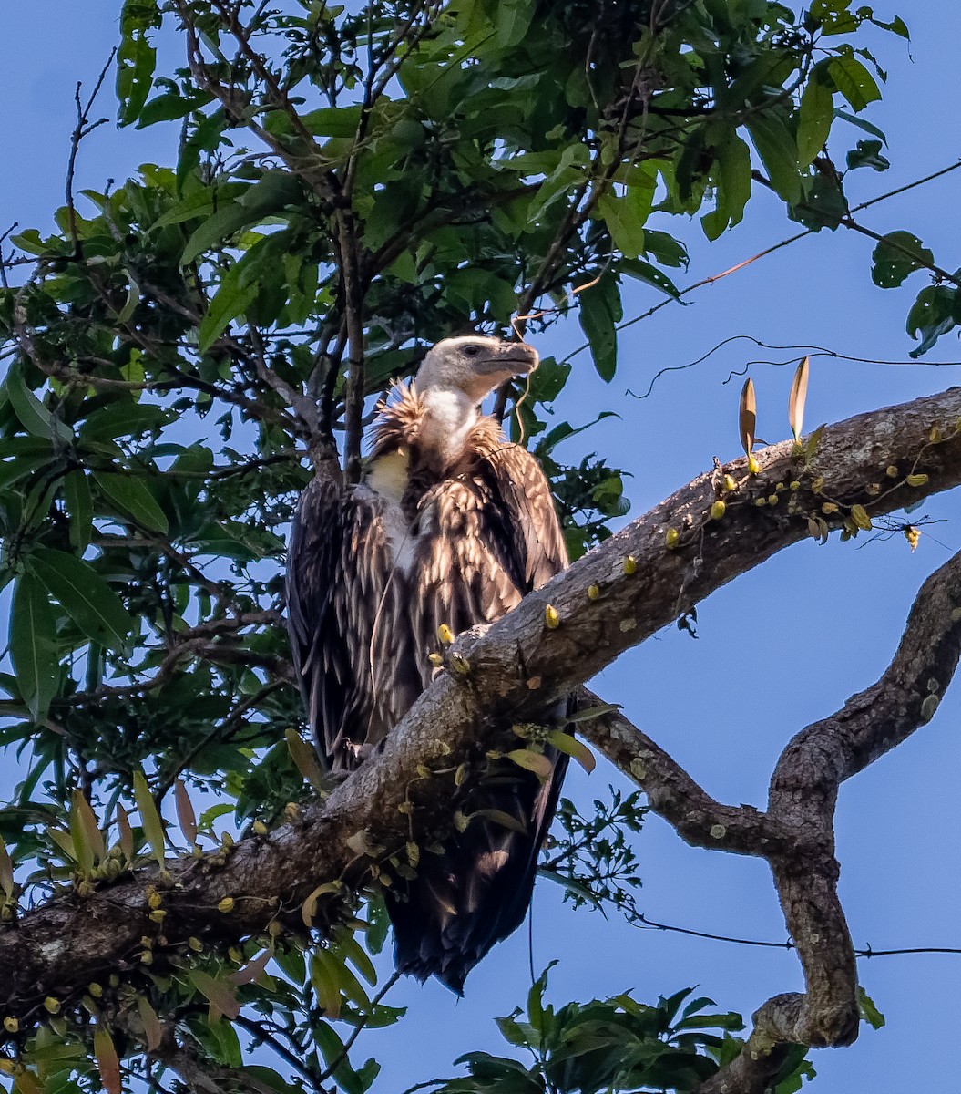 Vautour de l'Himalaya - ML646912275