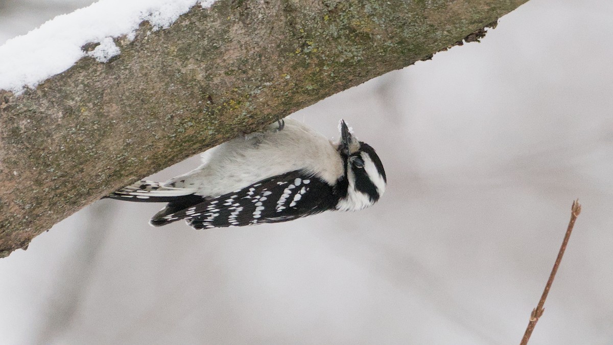 Downy Woodpecker - ML646912276