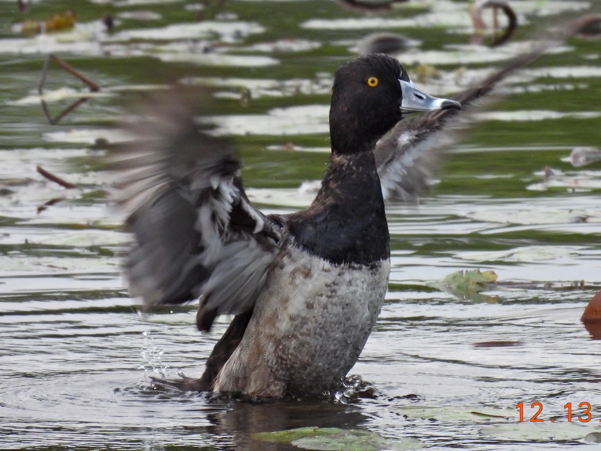 Ring-necked Duck - ML646912280