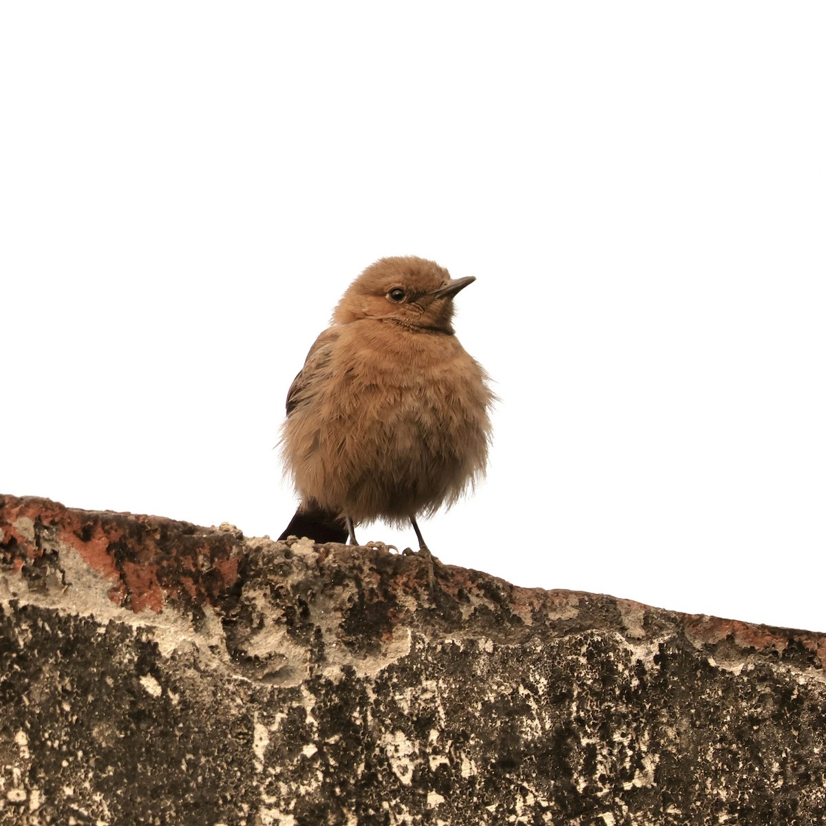 Brown Rock Chat - ML646912281