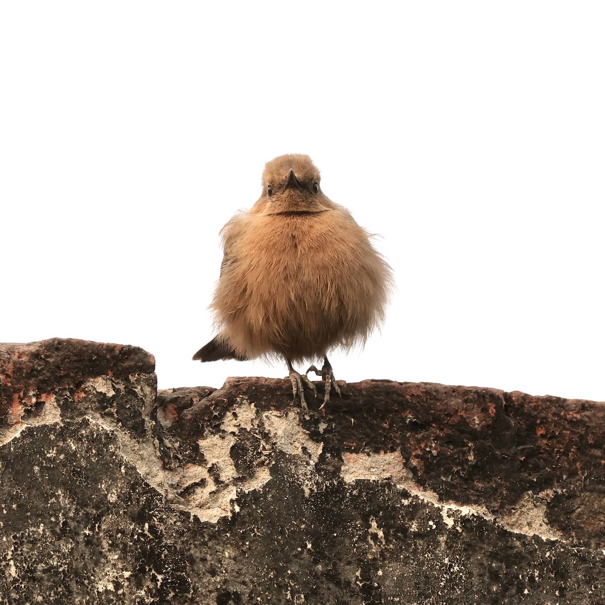 Brown Rock Chat - ML646912282