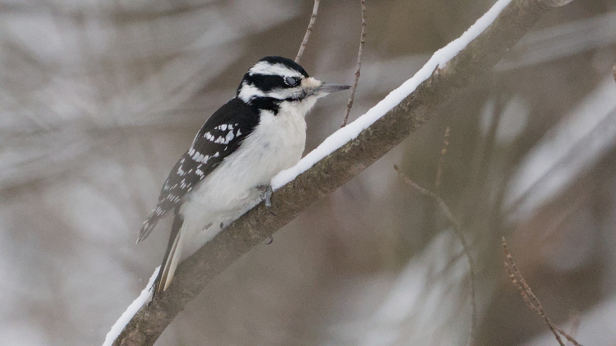 Hairy Woodpecker - ML646912285