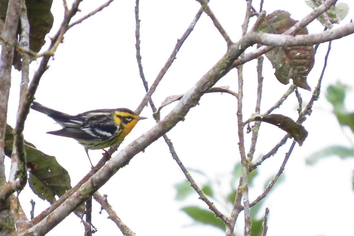 Blackburnian Warbler - ML646912286