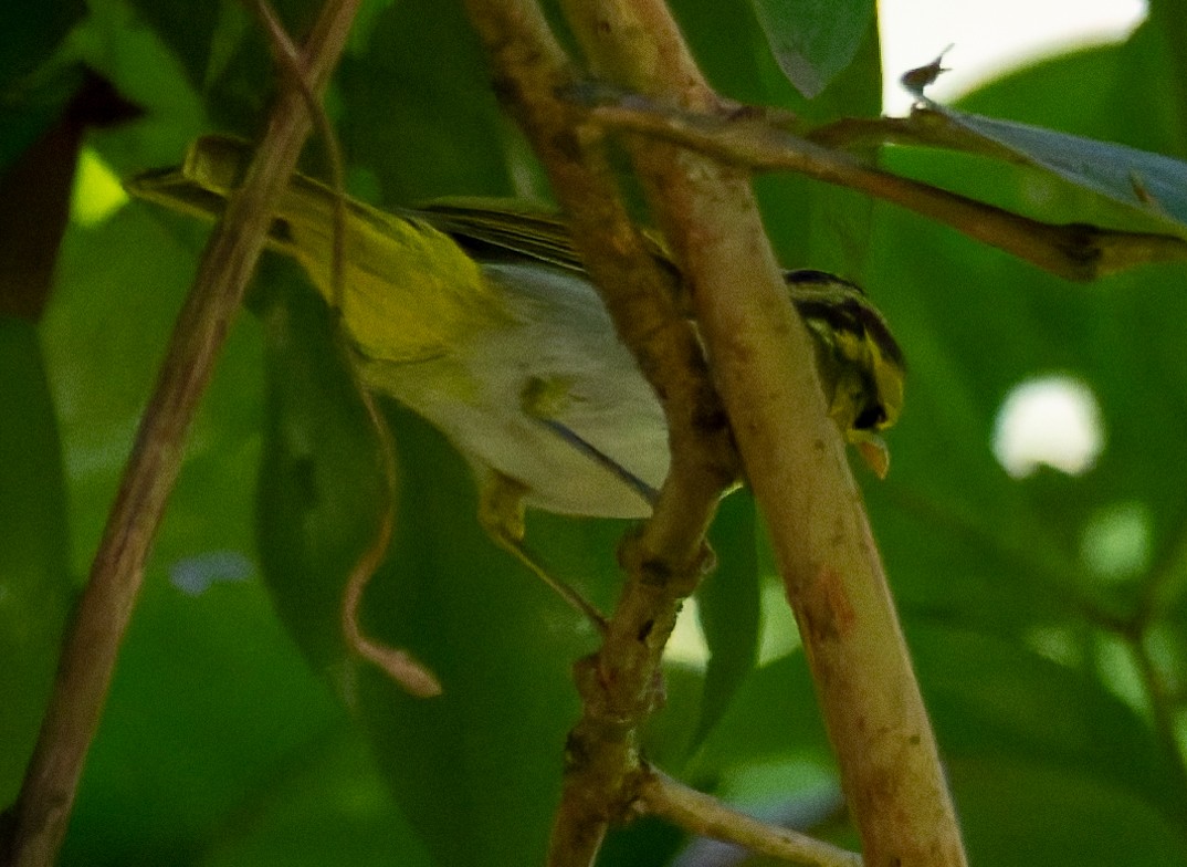 gulgumpsanger - ML646912288