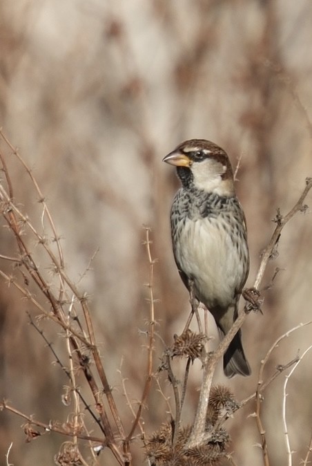 Txolarre iluna - ML646912294