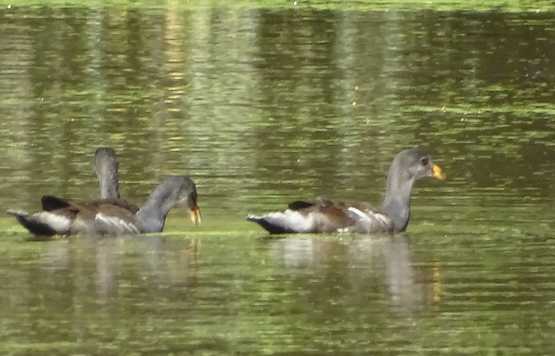 Gallinule d'Amérique - ML646912299