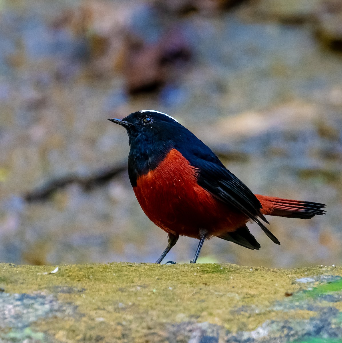 strømrødstjert - ML646912300