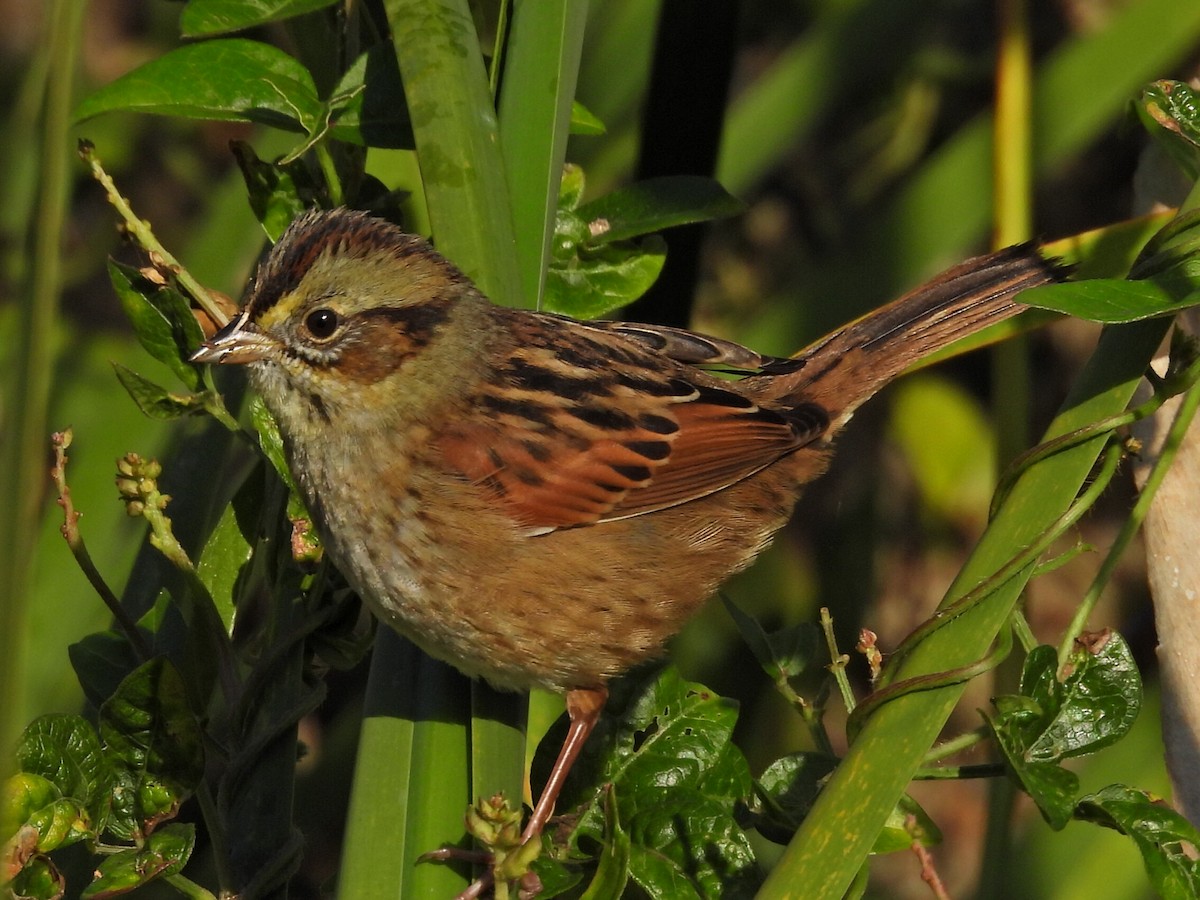 Swamp Sparrow - ML646912301