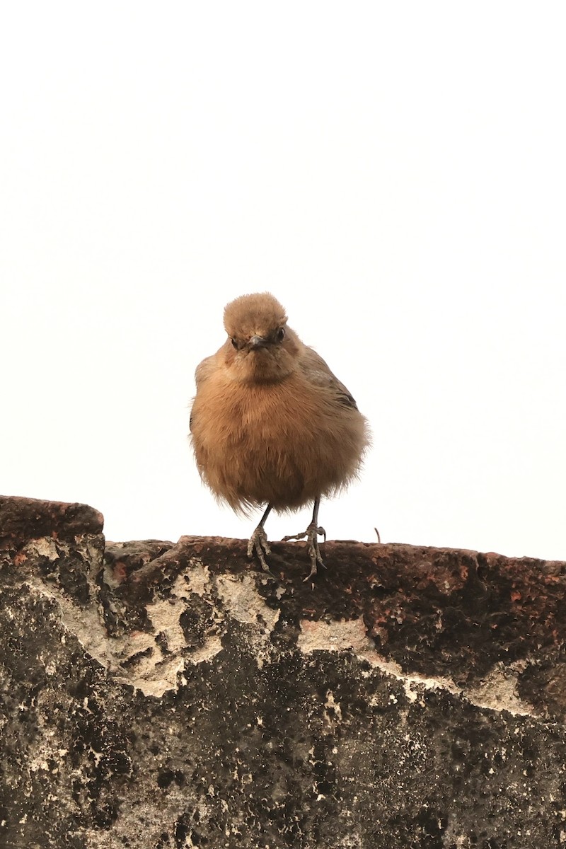 Brown Rock Chat - ML646912307