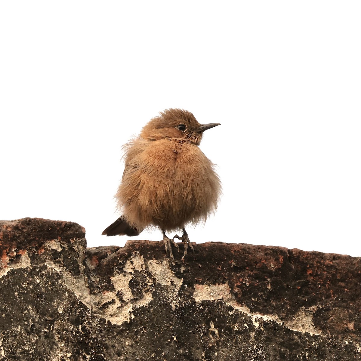 Brown Rock Chat - ML646912308