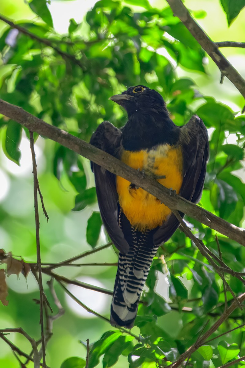 Gartered Violaceous Trogon - ML646912312