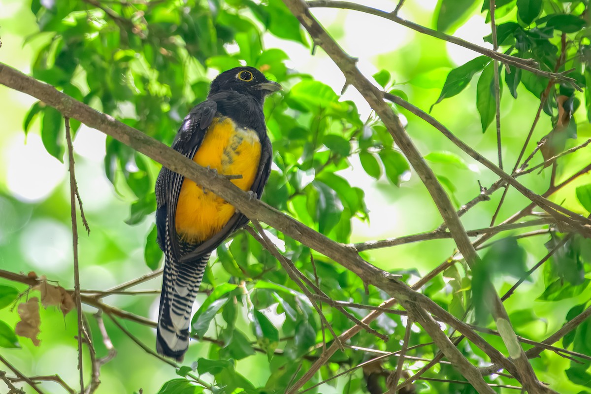 Gartered Violaceous Trogon - ML646912313