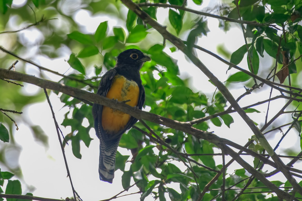 Gartered Violaceous Trogon - ML646912314