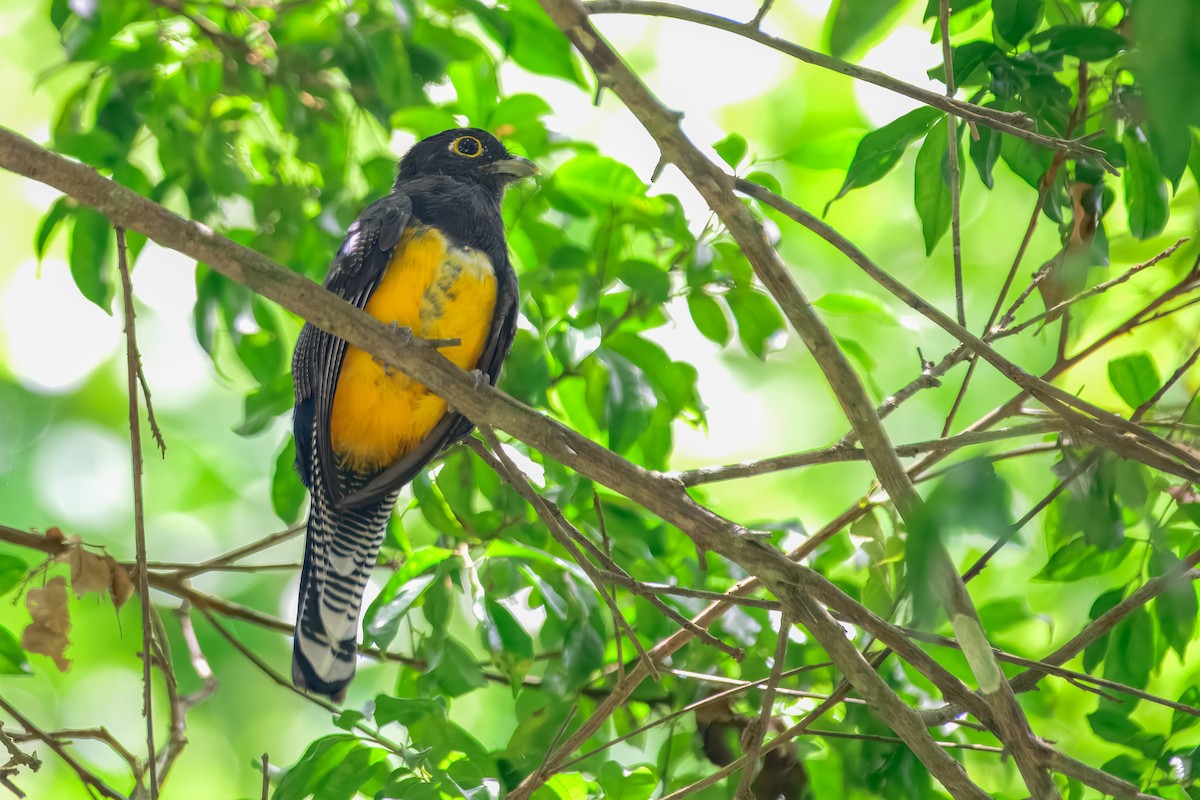 Gartered Violaceous Trogon - ML646912315