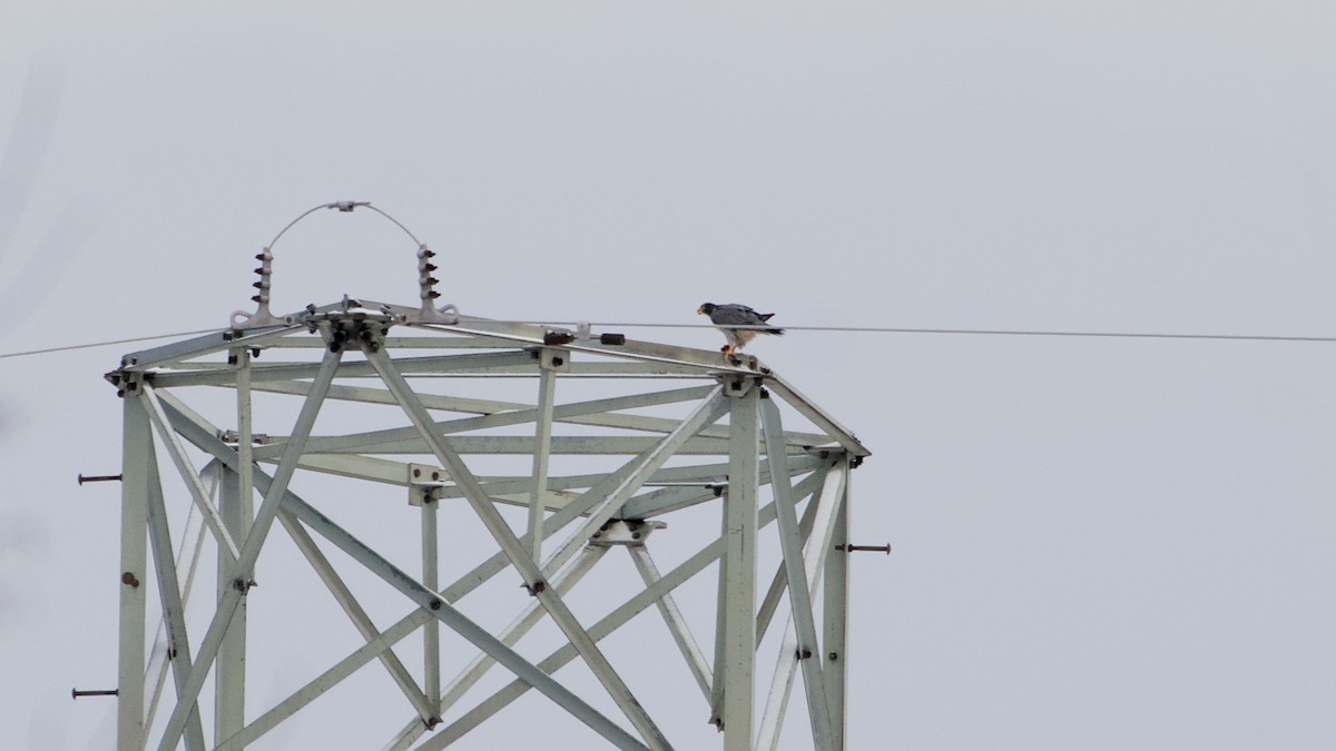 Peregrine Falcon - ML646912324