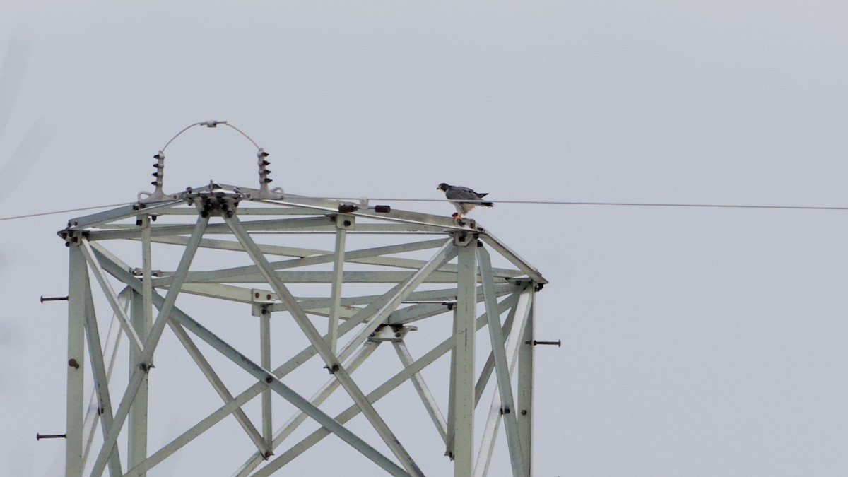 Peregrine Falcon - ML646912325