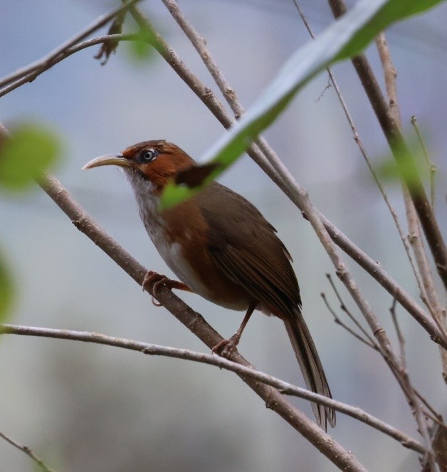Rusty-cheeked Scimitar-Babbler - ML646912328