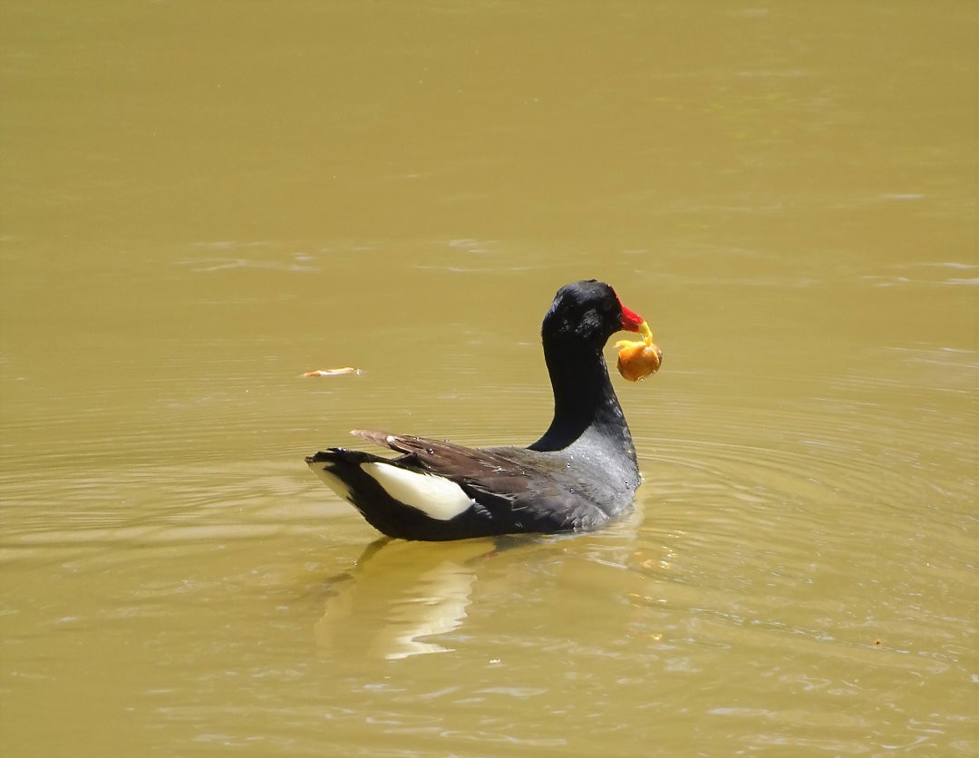 Gallinule d'Amérique - ML646912330