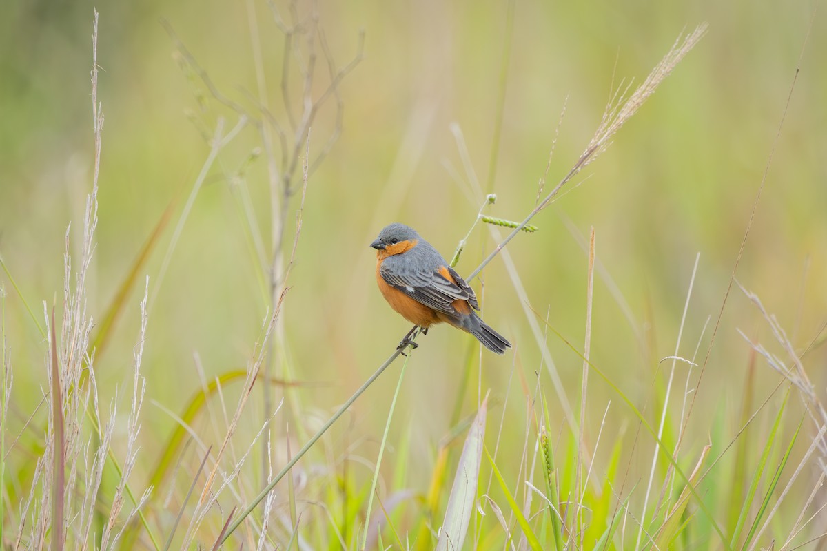 Tawny-bellied Seedeater - ML646912331