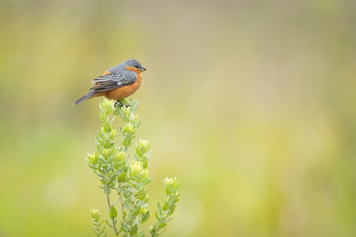 Tawny-bellied Seedeater - ML646912332
