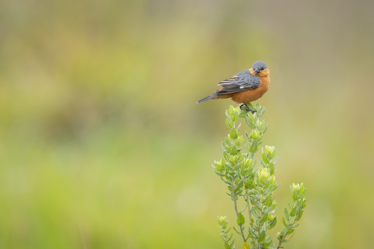 Tawny-bellied Seedeater - ML646912333