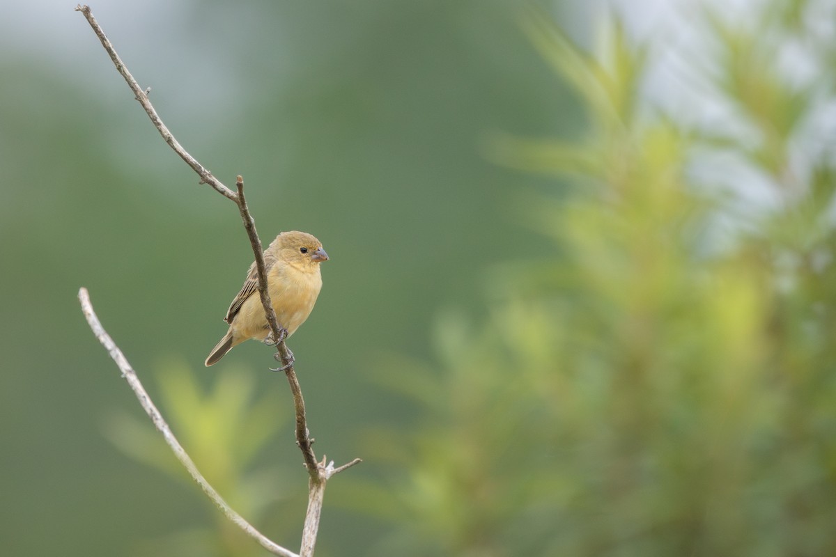 Tawny-bellied Seedeater - ML646912334