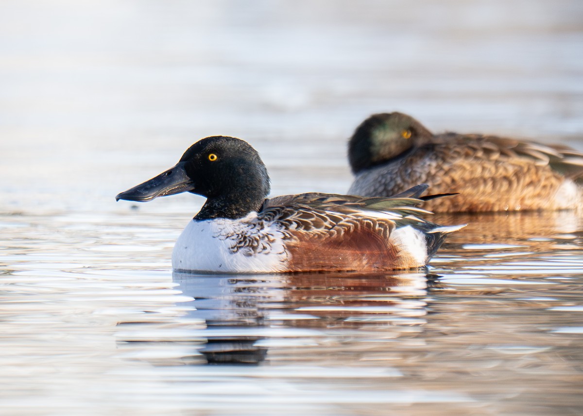Northern Shoveler - ML646912335